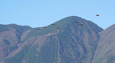 候鳥翔集洱海之源